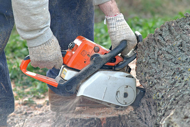 Best Tree Trimming and Pruning  in Kingston, PA